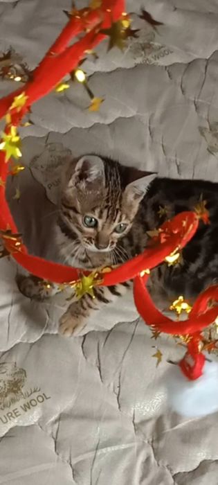 Продам бенгальські киці.