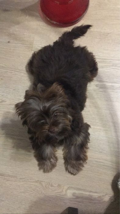 Опытный Йорк в шикарном шоколадном окрасе!!!