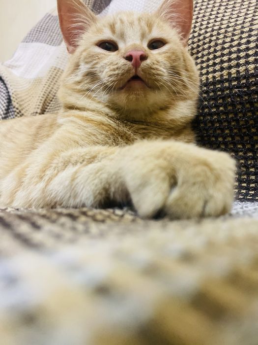 Котенок мальчик