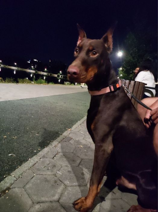 Вязка добермана