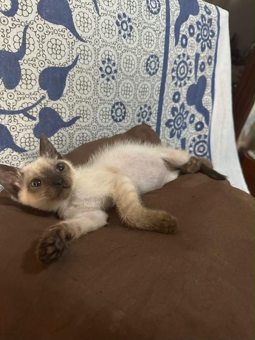 Gatinhos bebes para adopção responsável
