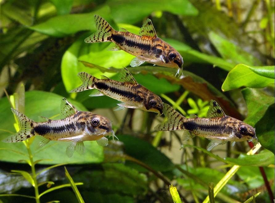 Kirysek Malutki (corydoras habrosus) MASSON