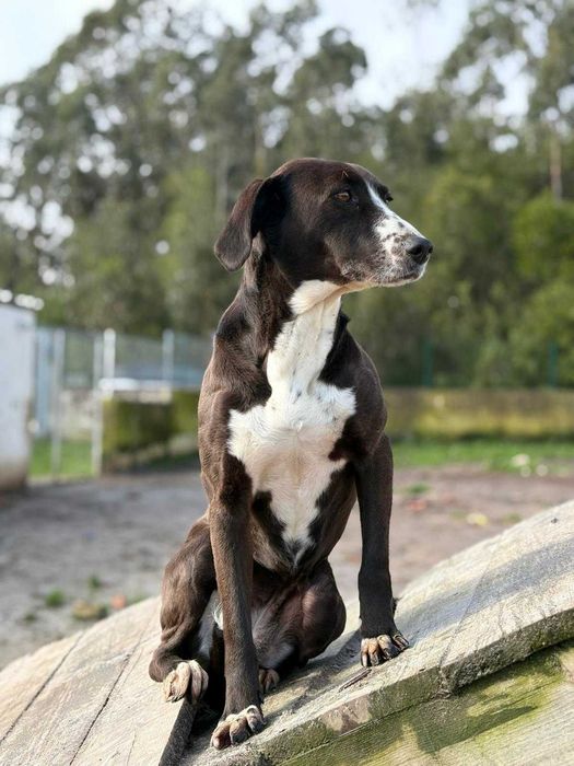 Cadela para adoçao (Joaninha)