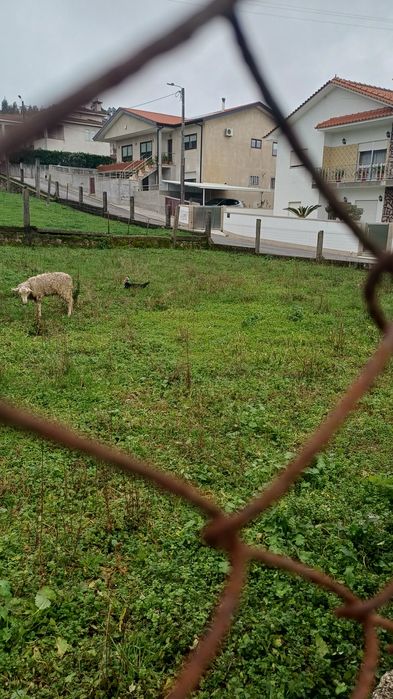 Ovelha  com 11 meses  está  prenha