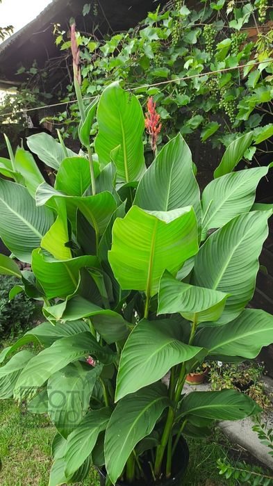 Paciorecznik canna duże sadzonki