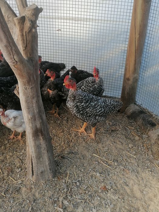Frangas E frangos de raça pedrês e arraçados já..