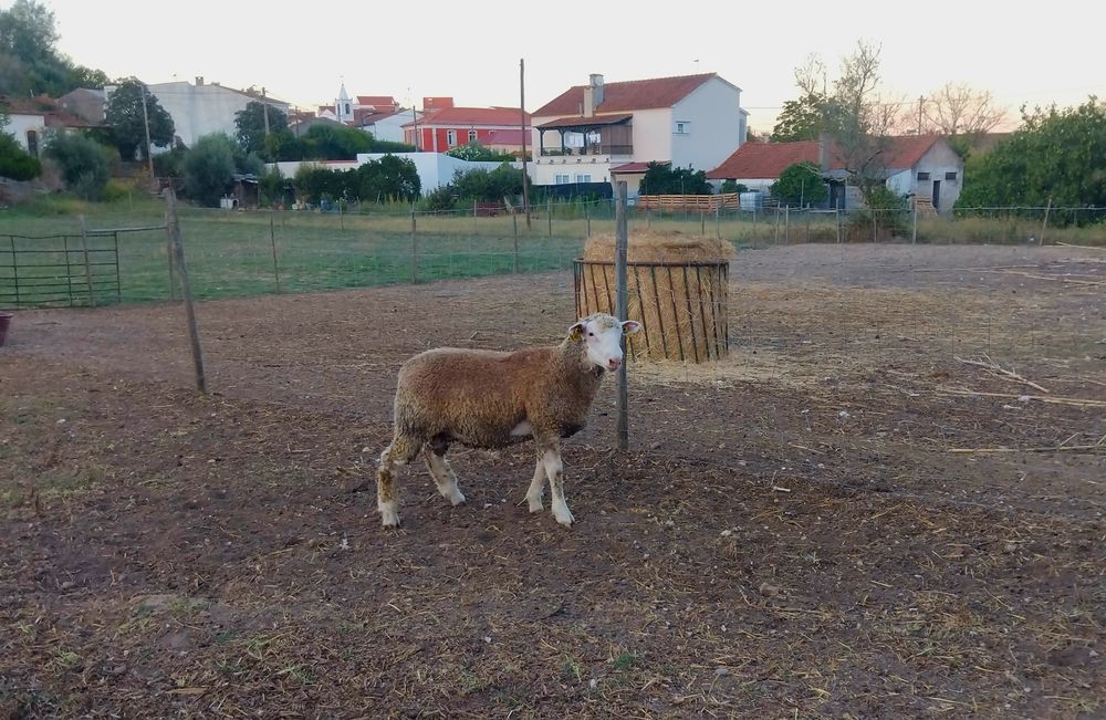 Borrego Ile-de-France