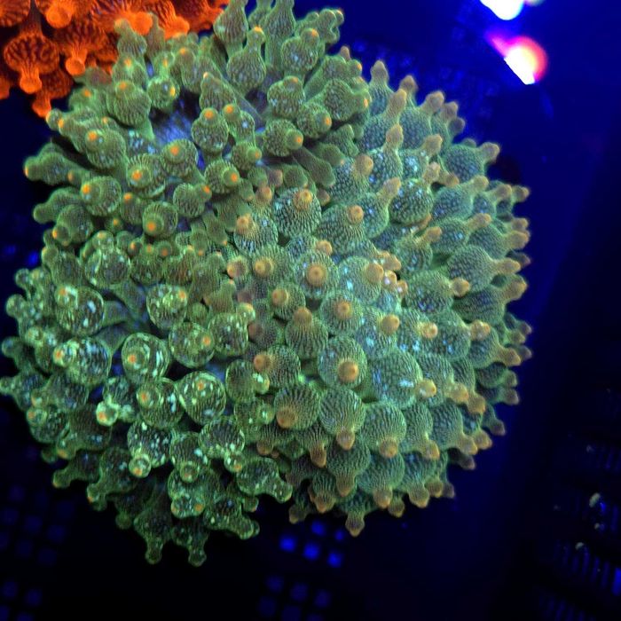 Entacmaea quadricolor Green Blizzard – ukwiał bąbelkowy