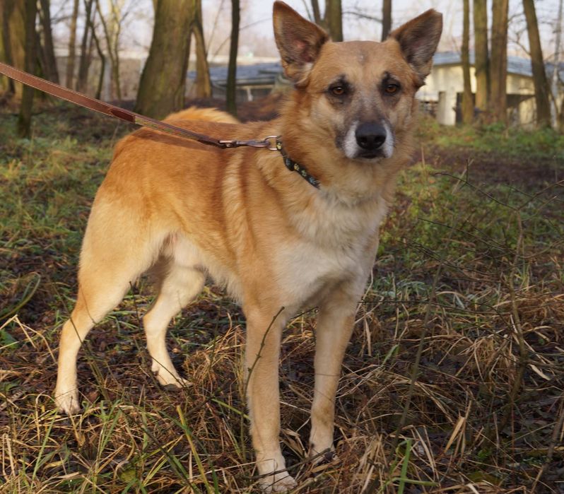 Lisek Fito szuka swojego miejsca na ziemi!