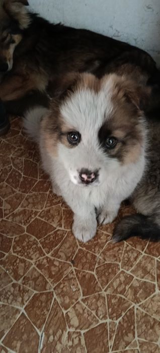 Собачки безкоштовно