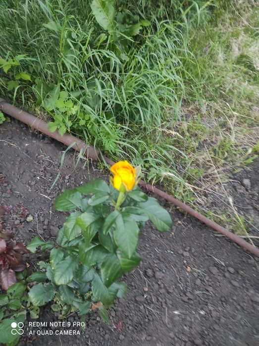 Продаю дачу на Батуринській