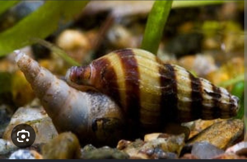 Caracol Helena aquario