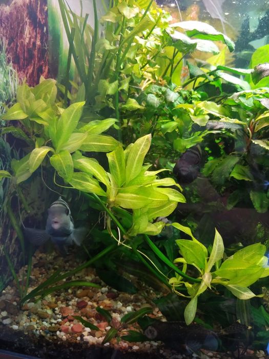 Акваріумні рослини. Людвігія. Анубіас. Буцефаландра. Ехінодорус. Сом.
