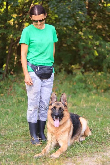 Negev - OWCZAREK niemiecki 5-letni, domowy, trzyma czystosc. [FILMIK]