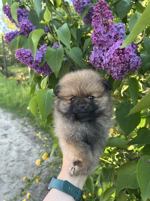 Померанський шпіц цуценята