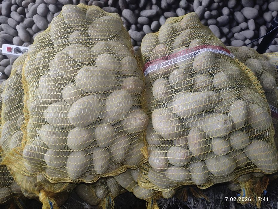 Ziemniaki Quenn Anna, Królowa Anna