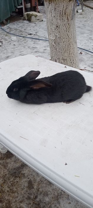 Króliki  Belgi Młode