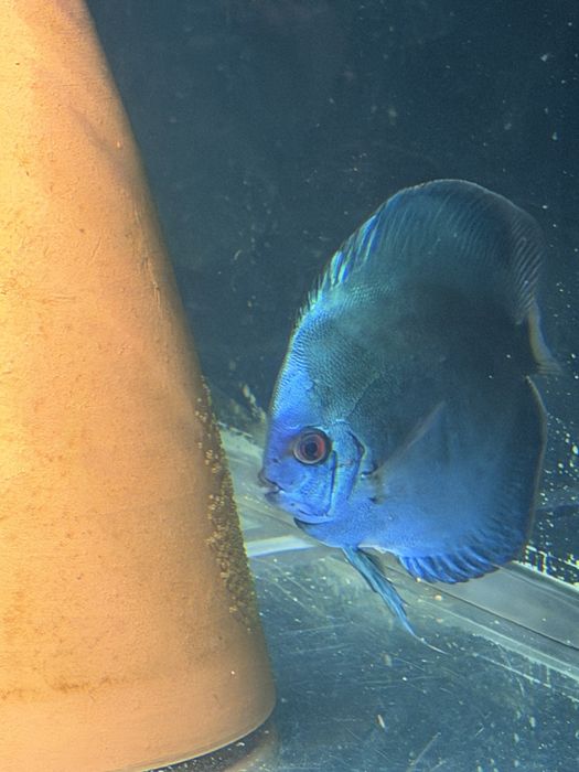 Vendo casal Discus blue diamond