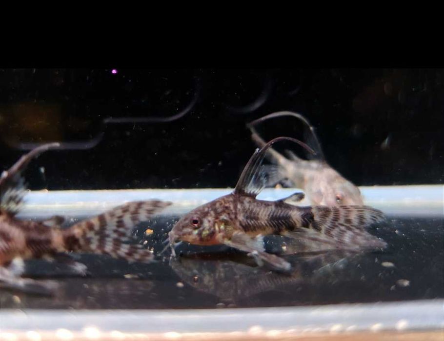 Paletka Red turkus hodowla legalna wysyłka