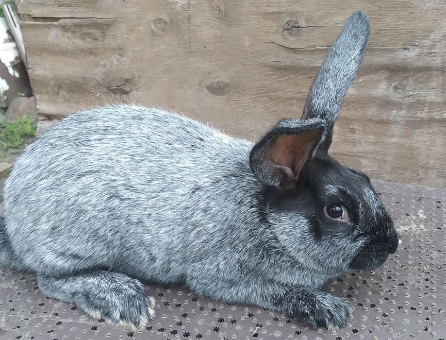 Кролики Полтавське срібло