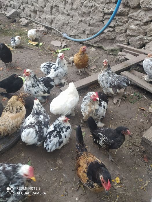 Карликові   кури