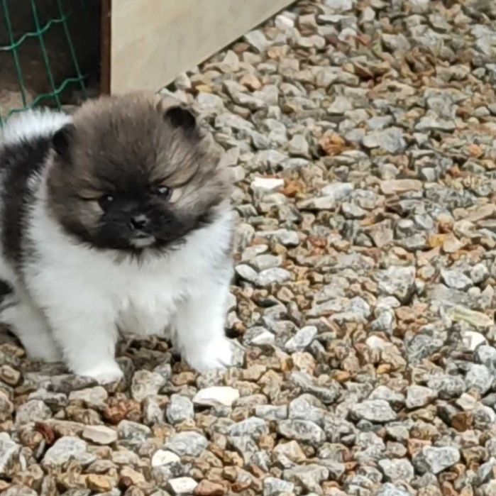 Lulu Pomerânia c/Lop Spitz Alemão anão