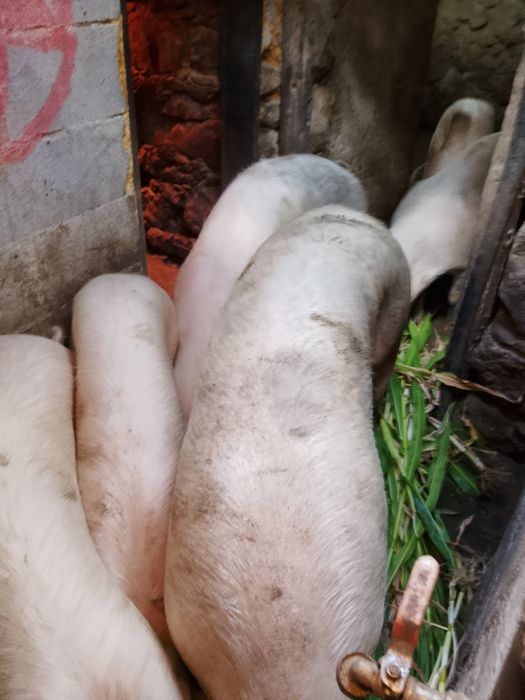 Vendo porcas boas para consumo ou parir