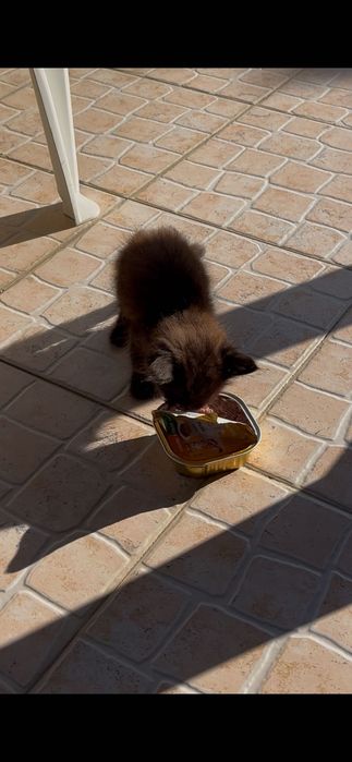 Gatinho para adoção