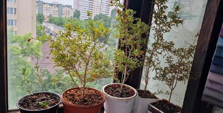 Саджанці Гранату кімнатного