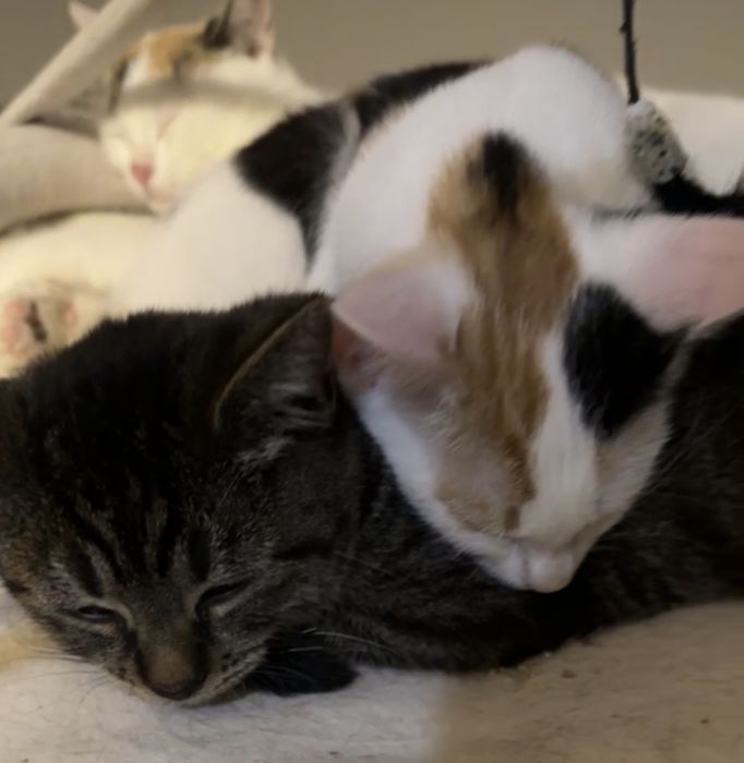 SISI - wciąż czeka na swój domek