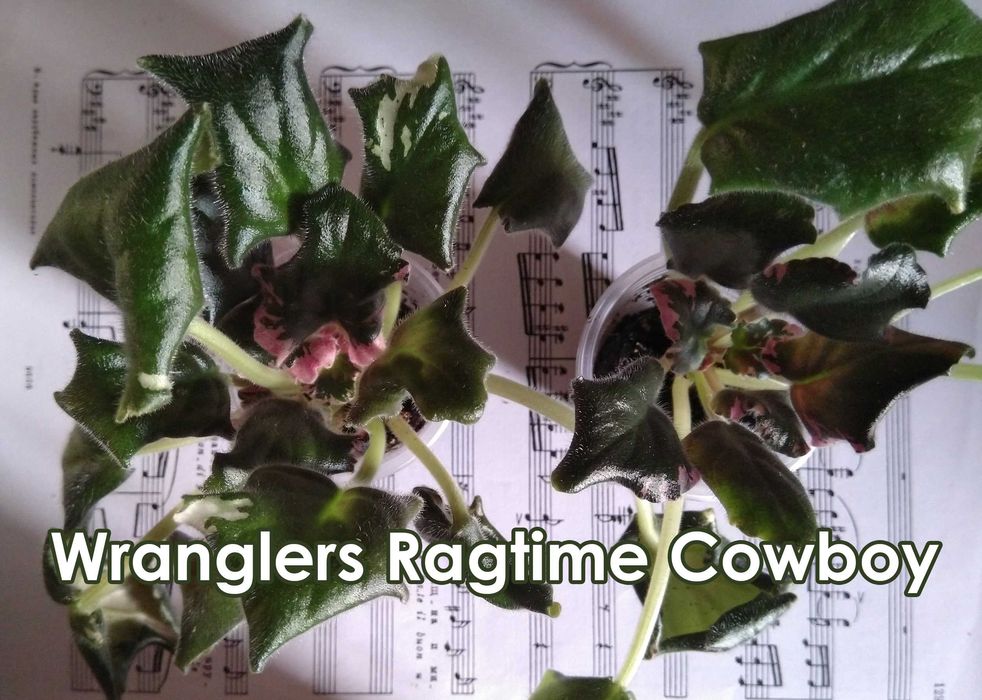 набор: 9 шт. фиалка взрослая-стартёры-детки(сенполия)