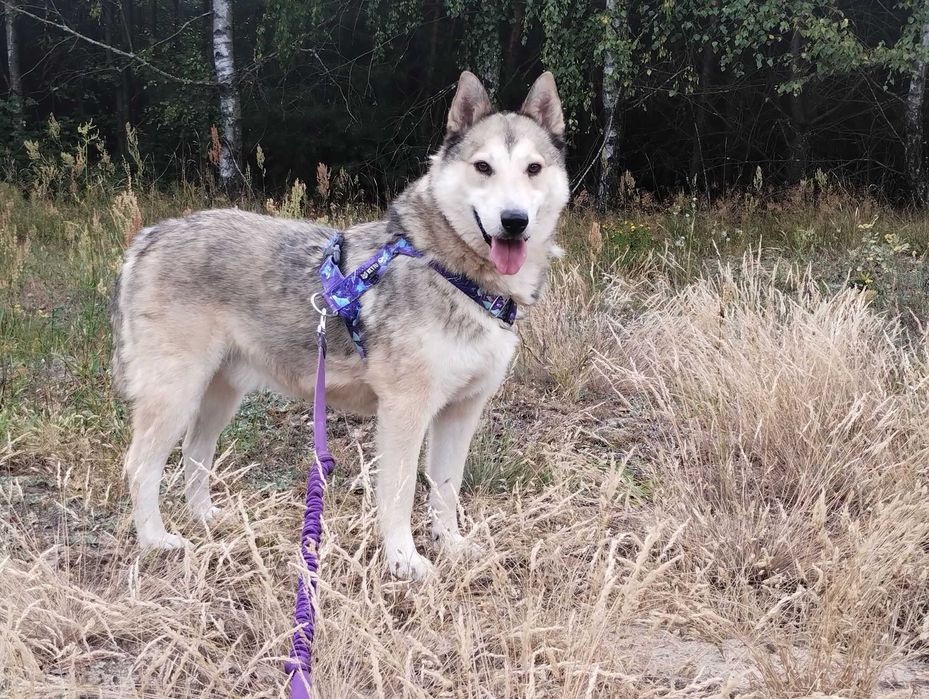 Kenobi mix husky/łajka