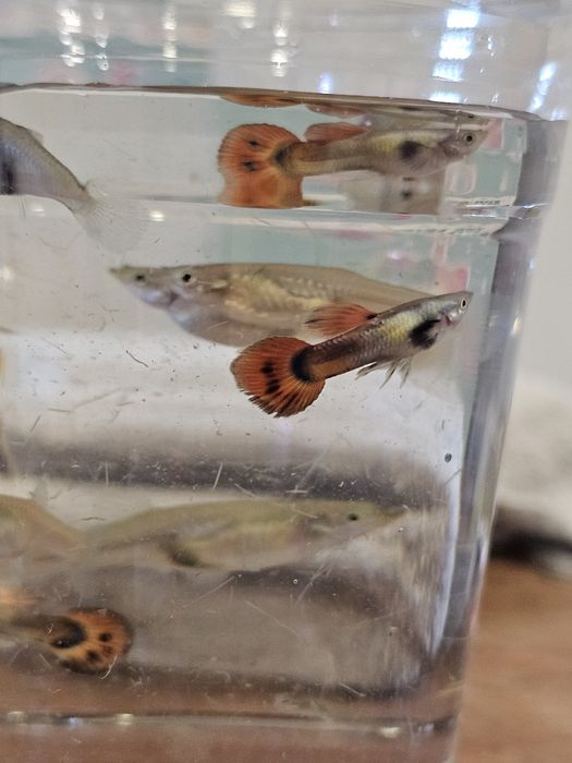 Guppys laranja com cauda mais longa
