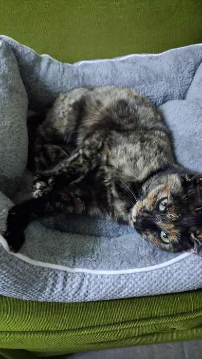 Gata tartaruga uma companheira maravilhosa precisa  de dono