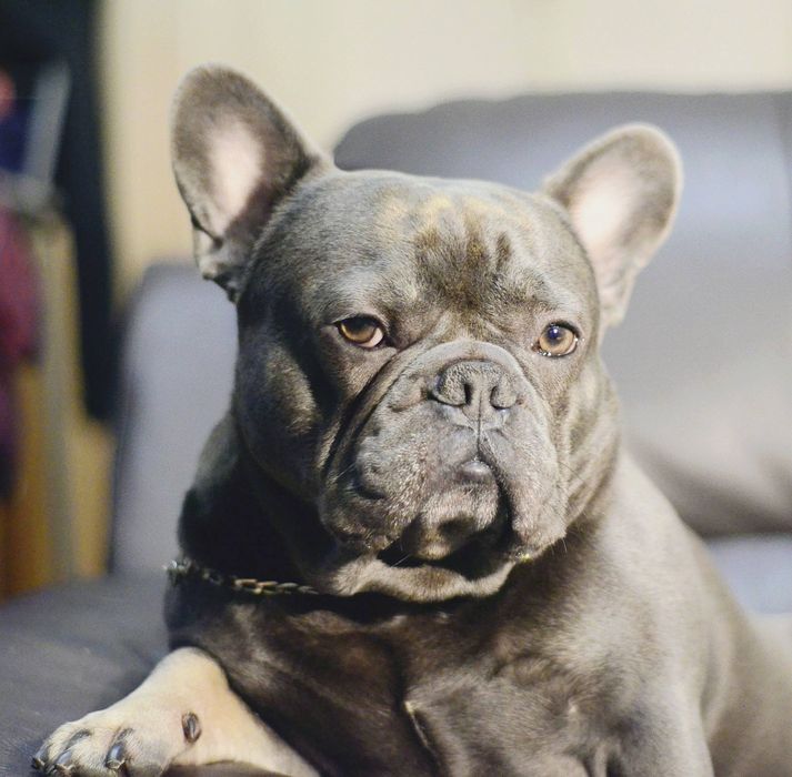 Французький бульдог .В'язка. Парубок Blue tan.