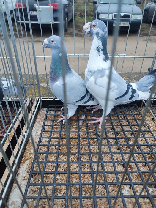 Gołębie staropolskie