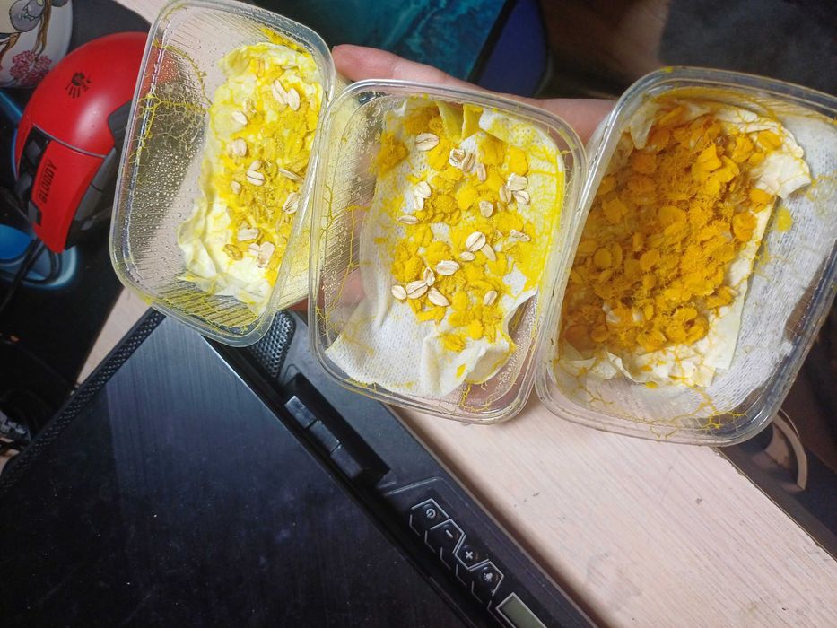 Physarum polycephalum, Badhamia polycephala - śluzowiec Day Walker