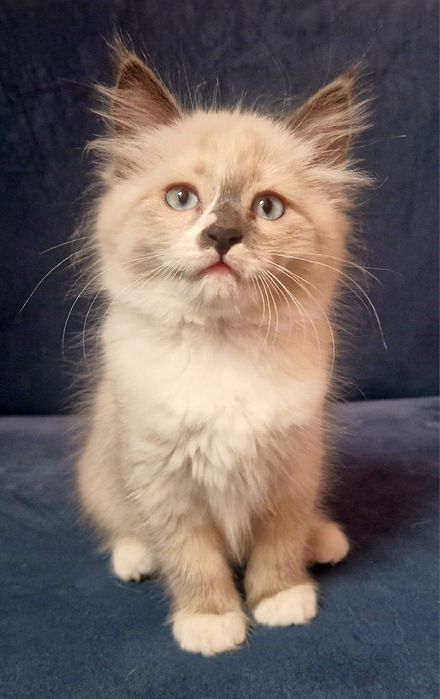 HUGO Kocurek syberyjski Neva Masquerade JUŻ DO ODBIORU!