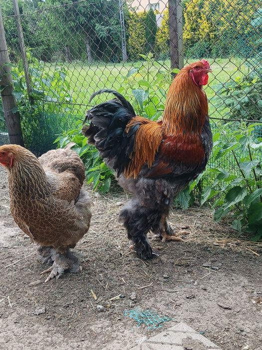 Para brahma kuropatwiana