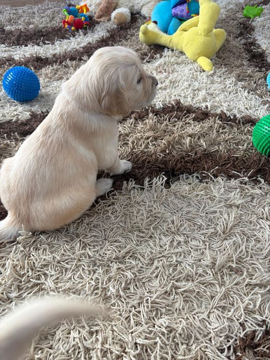 Golden Retriever zkwp Fci do rezerwacji