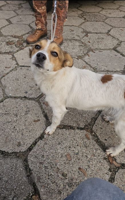 Roczny chłopiec do adopcji