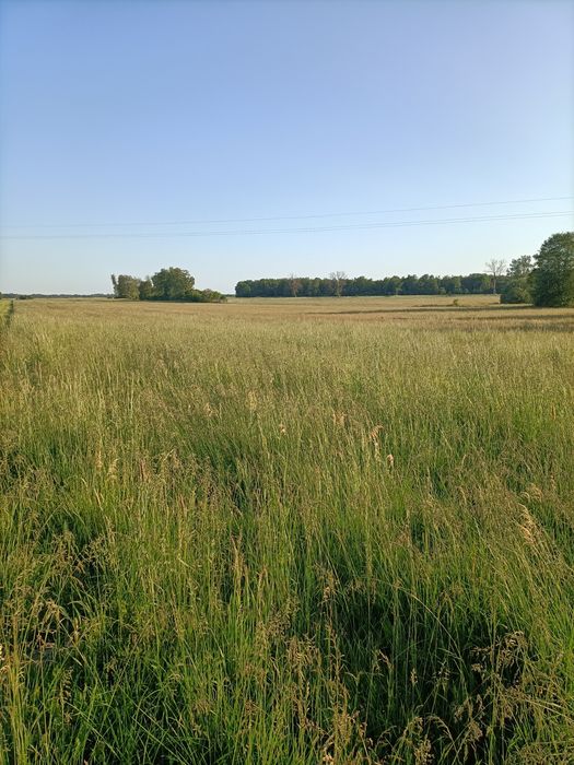 Wydzierżawię łąkę