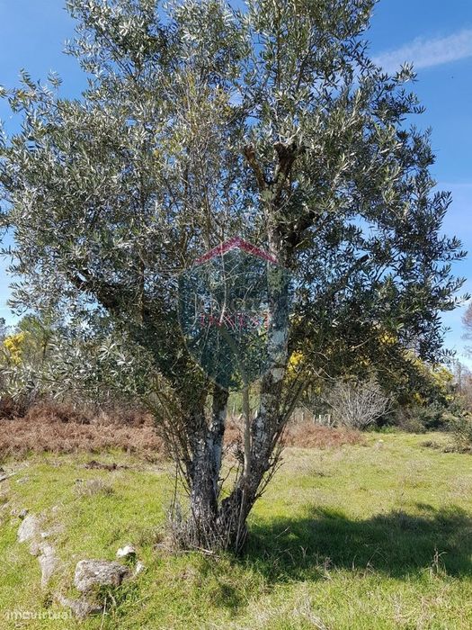 Terreno  Venda em Espinho,Mangualde — Espinho, Viseu