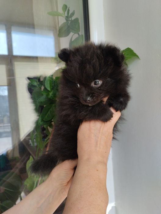 Шпицы щенки .красавицы.