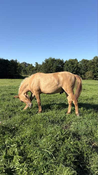 Ogierek polski kuc wierzchowy