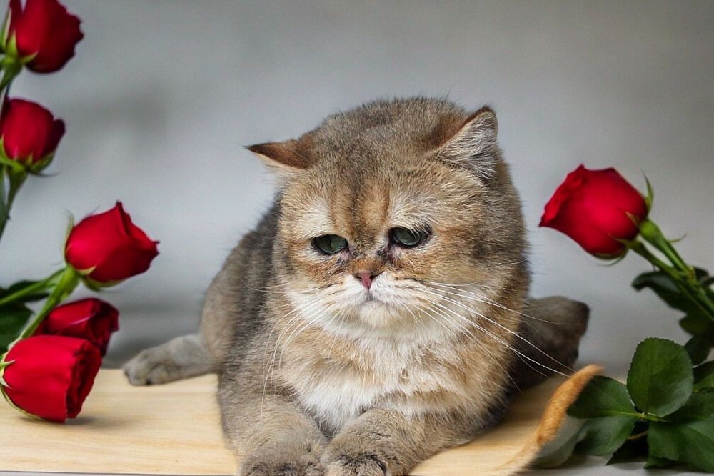 Плюшевый и очень породистый Котофей