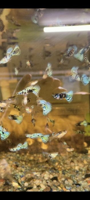 Gupik gupiki Blue Tiger King Cobra