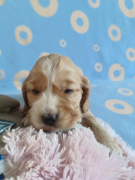 Suczka Cocker Spaniel Angielski