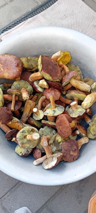 Czarne łepki ,podgrzybki 2kg