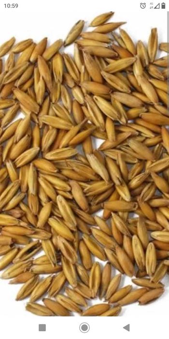 Sprzedam OWIES - okolice Jadowa